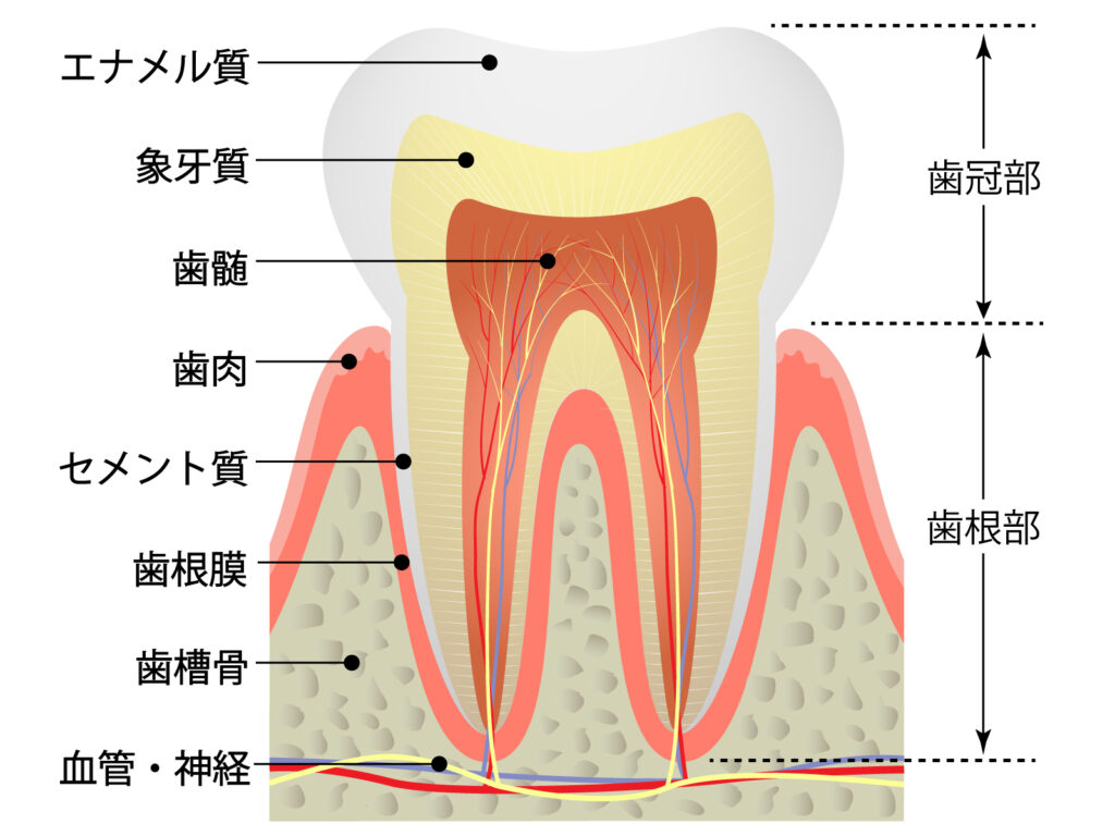 歯根部