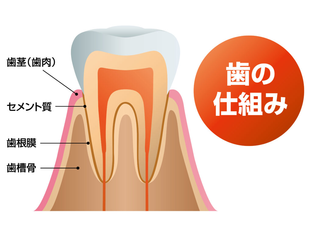 歯の仕組み