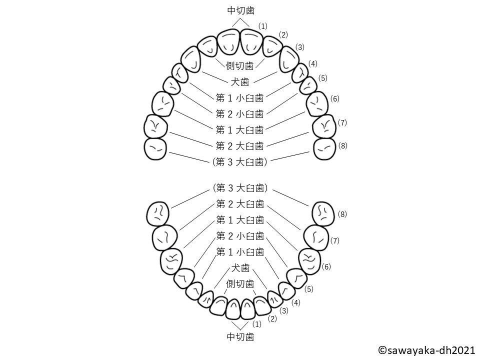 永久歯（番号入り）さわやかDHより